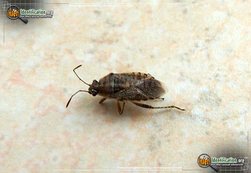 Thumbnail image of the Elm-Seed-Bug