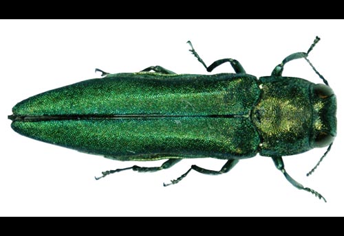 Thumbnail image of the Emerald-Ash-Borer