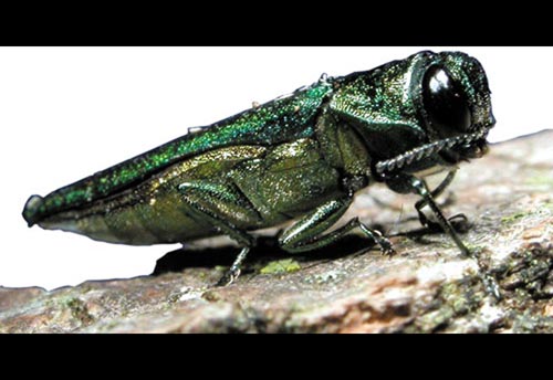 Thumbnail image #2 of the Emerald-Ash-Borer