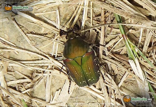 Thumbnail image of the Emerald-Euphoria-Beetle