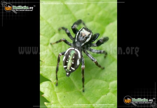 Thumbnail image of the Jumping-Spider-Paraphidippus-aurantius