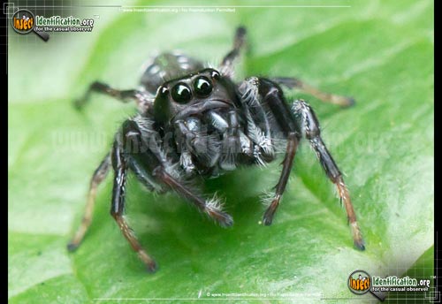 Thumbnail image #4 of the Jumping-Spider-Paraphidippus-aurantius