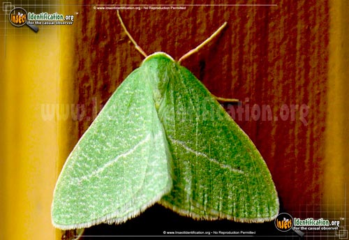 Thumbnail image of the Emerald-Moth-pistaciaria
