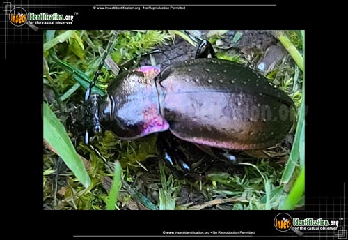 Thumbnail image of the European-Ground-Beetle