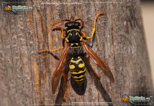 Thumbnail image of the European-Paper-Wasp