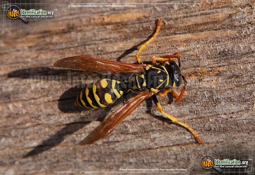 Thumbnail image #2 of the European-Paper-Wasp