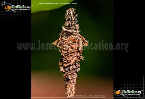 Thumbnail image #5 of the Evergreen-Bagworm-Moth