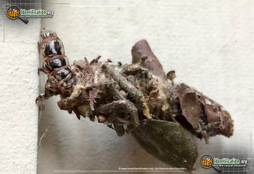 Thumbnail image #2 of the Evergreen-Bagworm-Moth