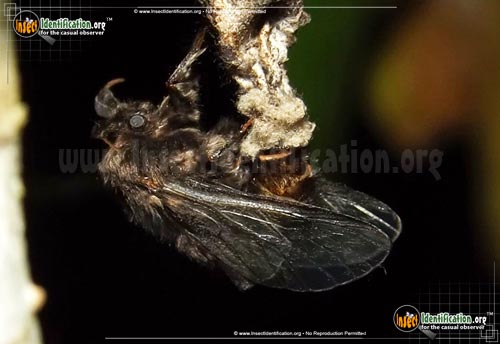 Thumbnail image #4 of the Evergreen-Bagworm-Moth