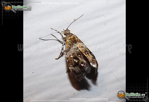 Thumbnail image of the Everlasting-Tebenna-Moth