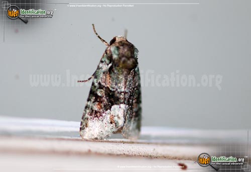 Thumbnail image #2 of the Explicit-Arches-Moth