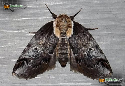 Thumbnail image #2 of the Eyed-Baileya-Moth