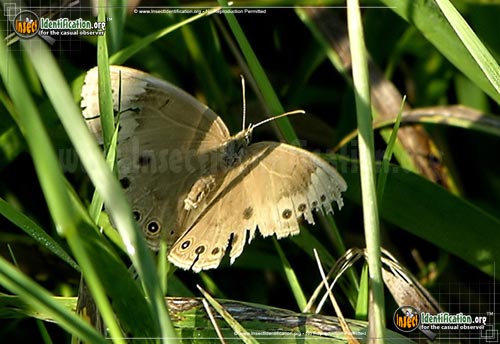 Thumbnail image of the Eyed-Brown-Butterfly