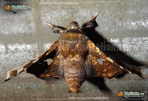Thumbnail image of the Eyed-Dysodia-Moth