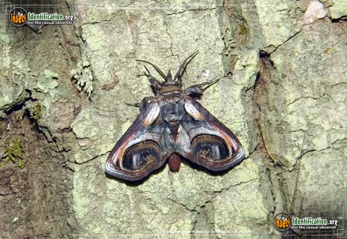 Thumbnail image of the Eyed-Paectes-Moth