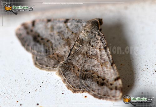 Thumbnail image #2 of the Faint-Spotted-Angle-Moth