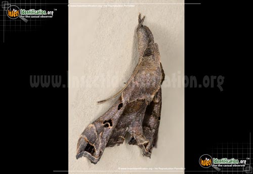 Thumbnail image #3 of the Faint-Spotted-Palthis-Moth