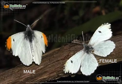 Thumbnail image of the Falcate-Orangetip-Butterfly
