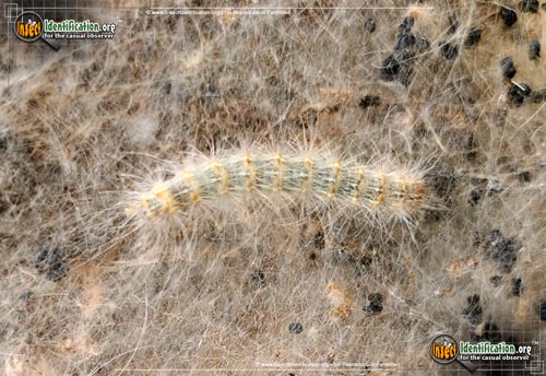 Thumbnail image #11 of the Fall-Webworm-Moth