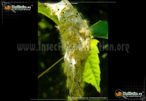 Thumbnail image #2 of the Fall-Webworm-Moth