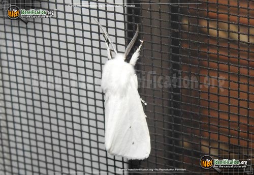 Thumbnail image #12 of the Fall-Webworm-Moth