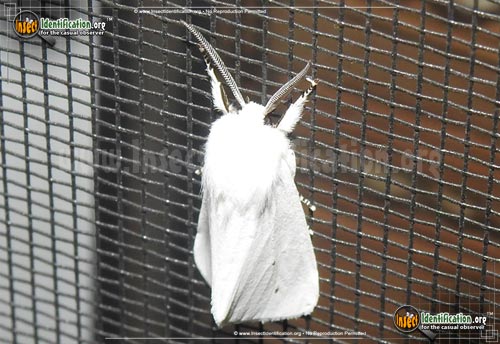 Thumbnail image #12 of the Fall-Webworm-Moth