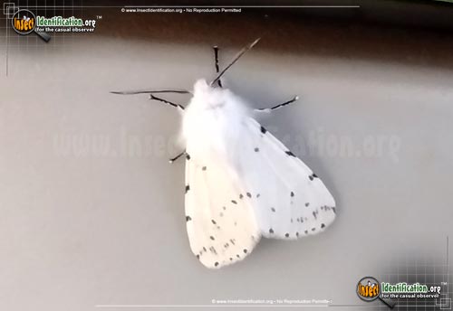 Thumbnail image #14 of the Fall-Webworm-Moth