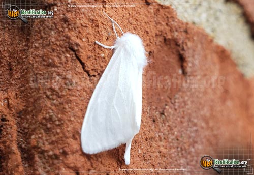 Thumbnail image #3 of the Fall-Webworm-Moth