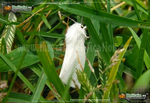 Thumbnail image of the Fall-Webworm-Moth