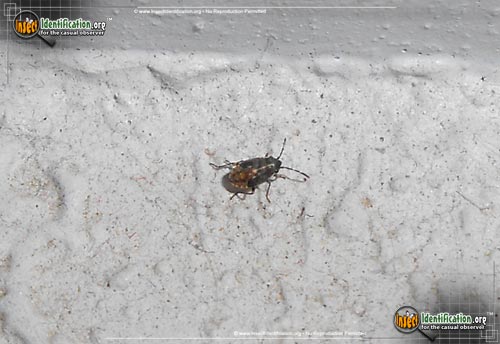 Thumbnail image of the False-Chinch-Bug