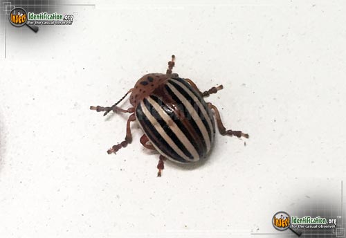 Thumbnail image #2 of the False-Potato-Beetle