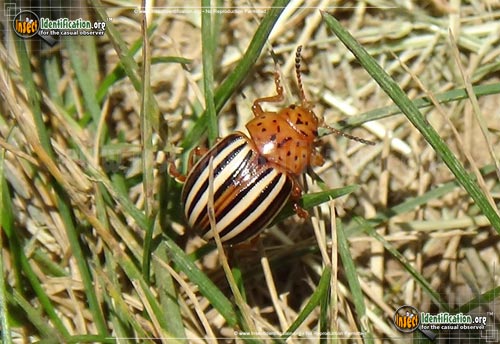 Thumbnail image of the False-Potato-Beetle