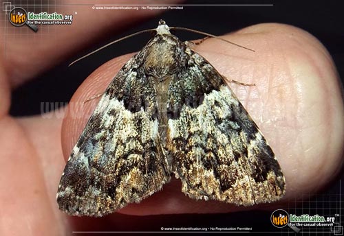 Thumbnail image #3 of the False-Underwing-Moth