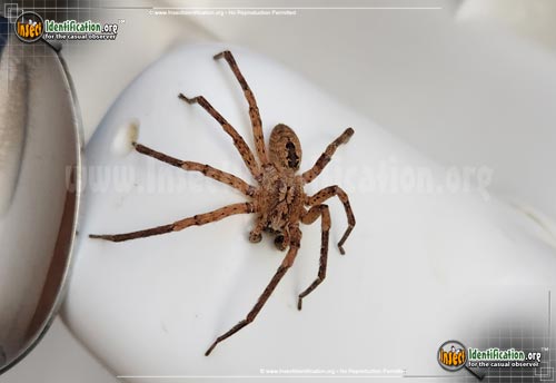 Thumbnail image #2 of the False-Wolf-Spider