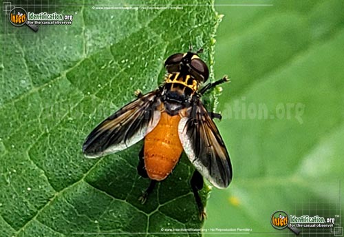 Thumbnail image #2 of the Feather-Legged-Fly-Trichopoda-pennipes