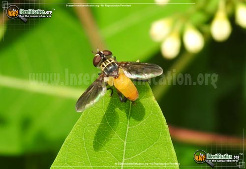 Thumbnail image of the Feather-Legged-Fly-Trichopoda-pennipes