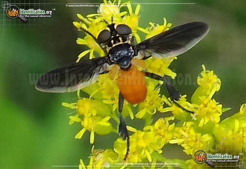 Thumbnail image of the Feather-Legged-Fly-Trichopoda-pennipes
