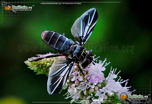 Thumbnail image of the Feather-Legged-Fly