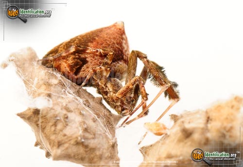 Thumbnail image of the Feather-Legged-Spider
