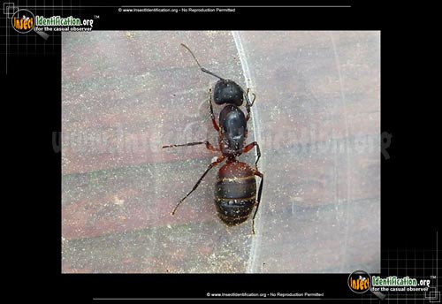 Thumbnail image of the Ferruginous-Carpenter-Ant