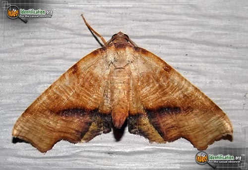 Thumbnail image of the Fervid-Plagodis-Moth