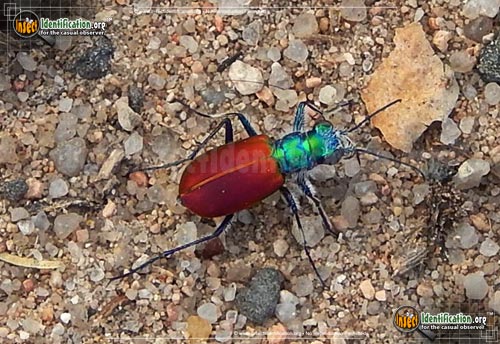 Thumbnail image of the Festive-Tiger-Beetle