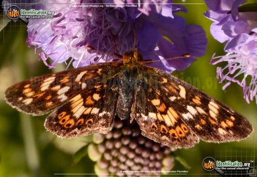 Thumbnail image of the Field-Crescent-Butterfly