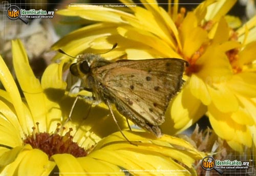 Thumbnail image #12 of the Fiery-Skipper
