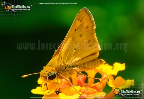 Thumbnail image of the Fiery-Skipper