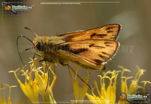 Thumbnail image #6 of the Fiery-Skipper
