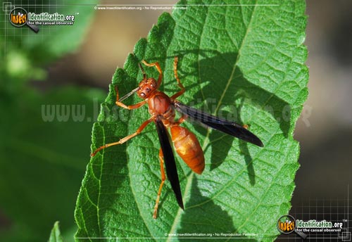 Thumbnail image of the Fine-backed-Red-Paper-Wasp