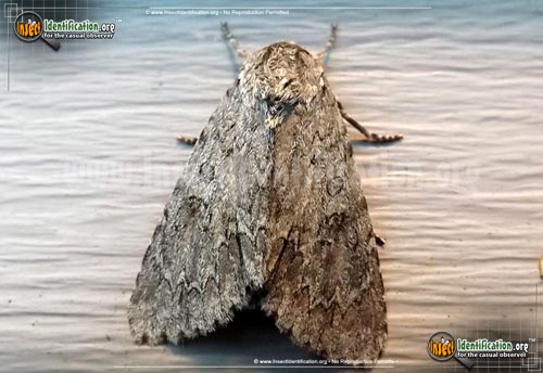 Thumbnail image of the Fingered-Dagger-Moth