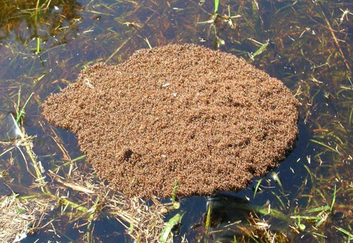 Thumbnail image #2 of the Fire-Ants