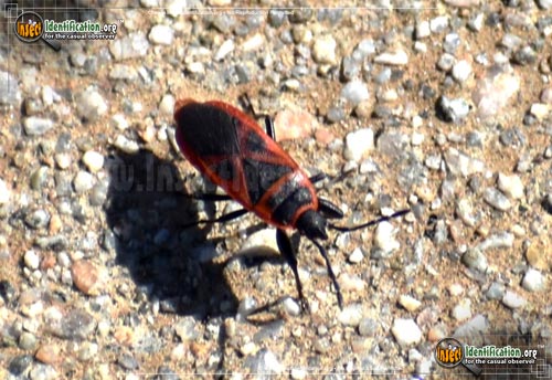 Thumbnail image of the Firebug